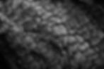 carbonized wood / charcoal burnt wood