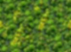 Sustainable wood from legally managed forest