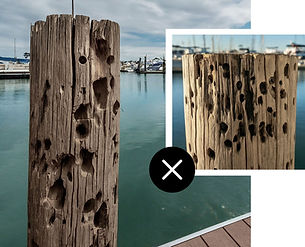 marine borers