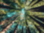 sustainable wood, fsc, natural wood