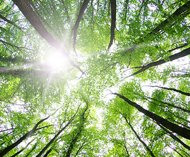 Sustainable green building with wood