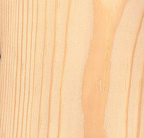 Jack Pine